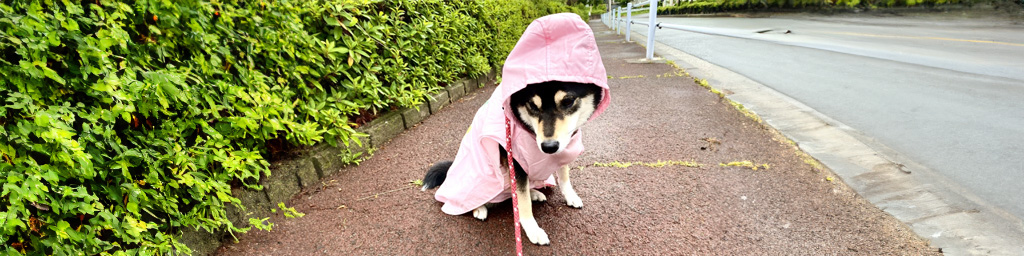 台風の日